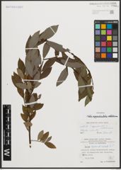 Foto von Salix appendiculata Vill. x Salix waldsteiniana Willd.